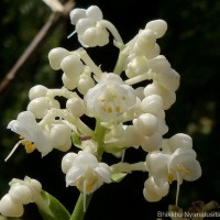 Pollia secundiflora (Blume) Bakh.f.